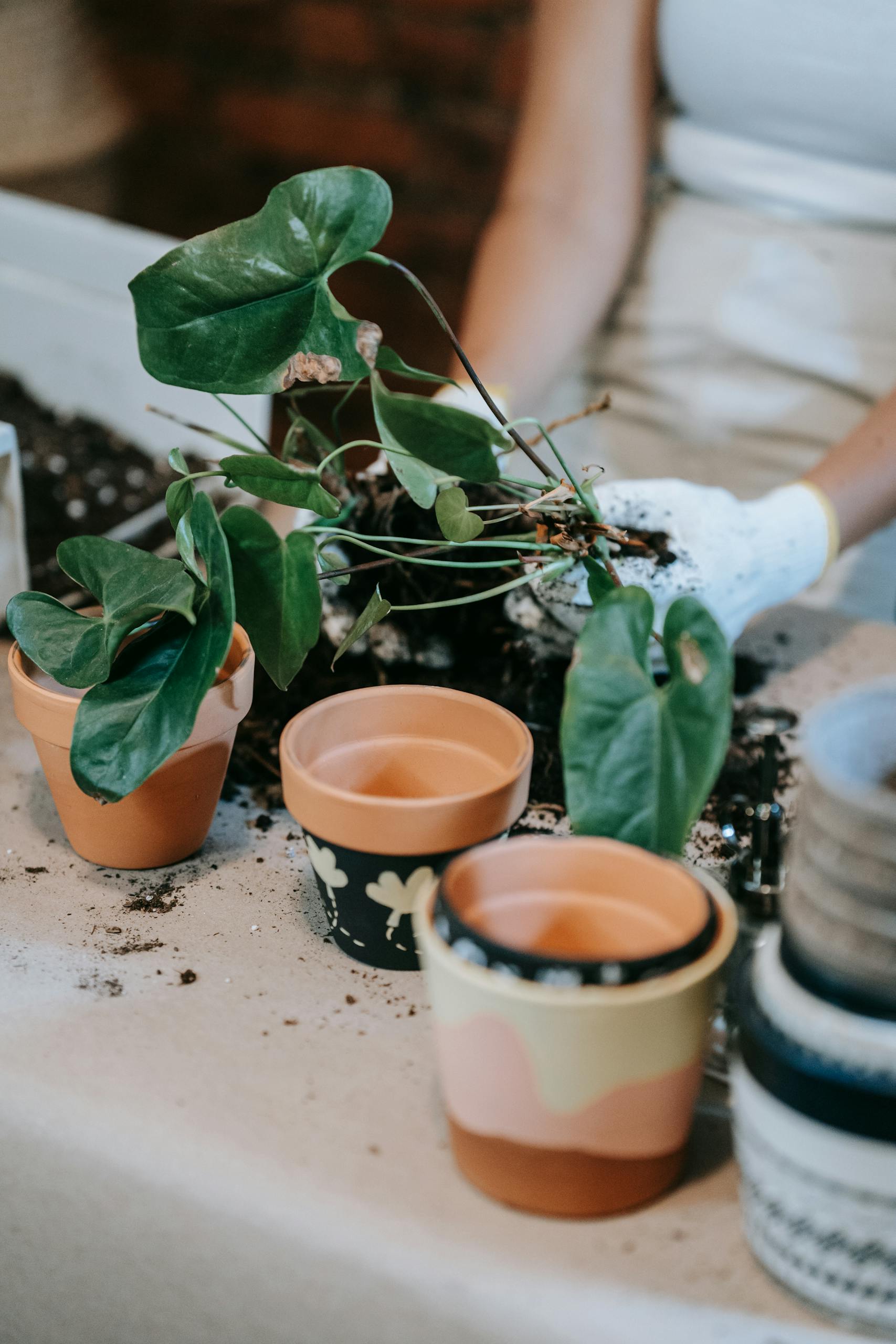 Close-up of hands planting houseplants into clay pots with soil in an indoor setting.