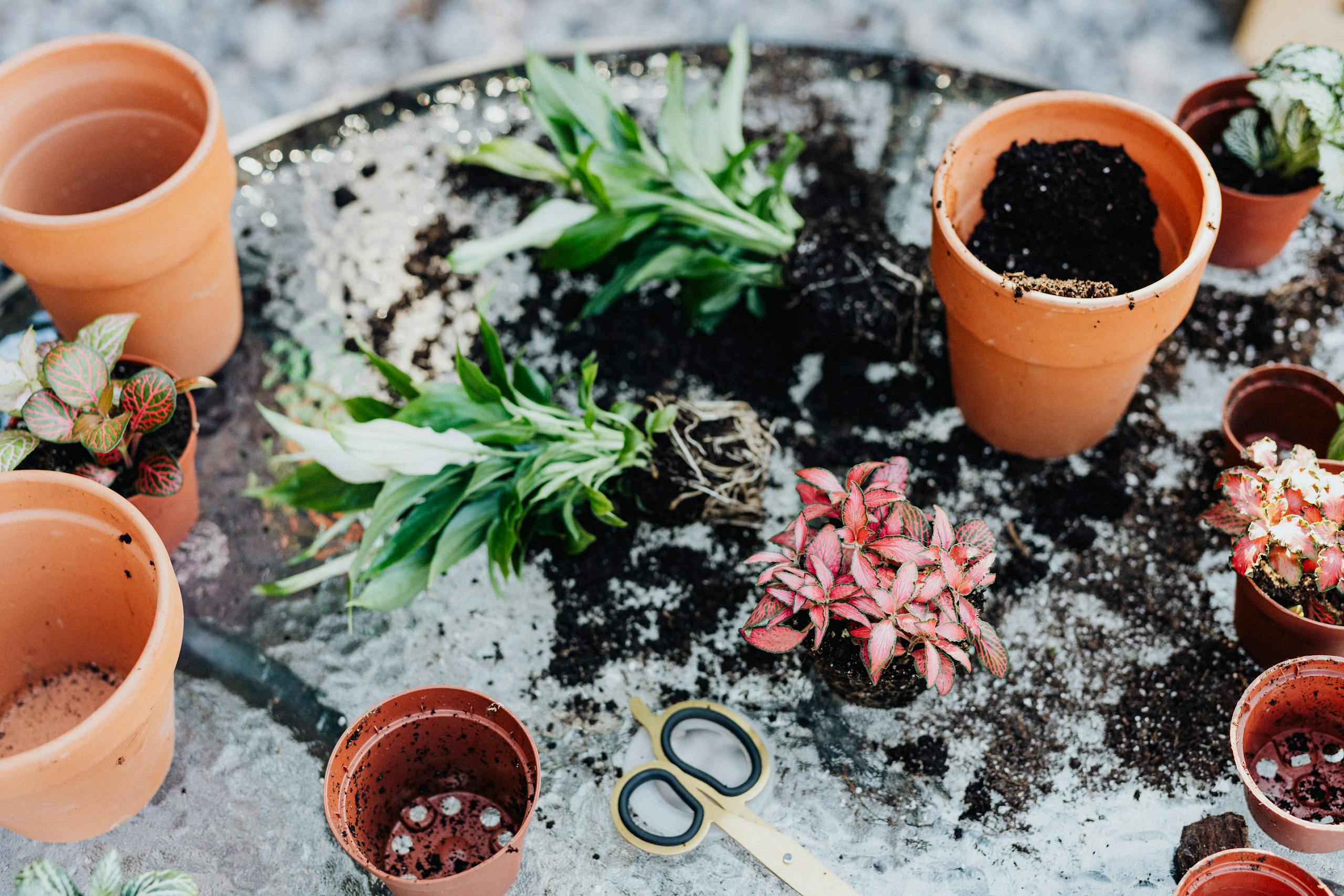 High-angle view of gardening setup with pots, plants, soil, and scissors on glass table.